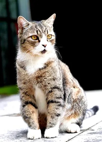 etetése purina