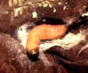 ovocné