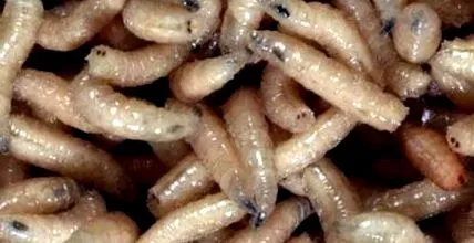 férgek