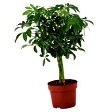 ficus