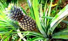 toate acestea ananas