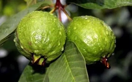 guava