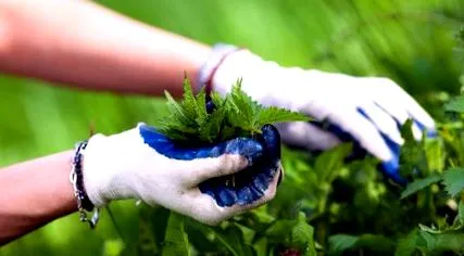 plante culegem