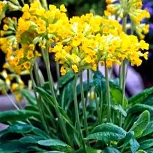 primăvară Primula primăvară Primula