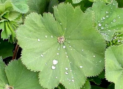alchimie comună