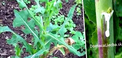 salata lactuca