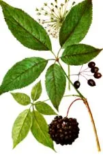 mandshurica