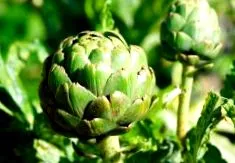 această plantă