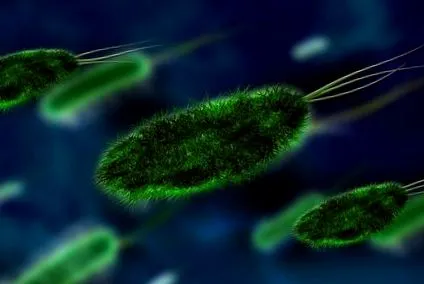 bacterii infecții tractului