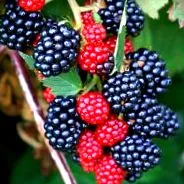 blackberry utile