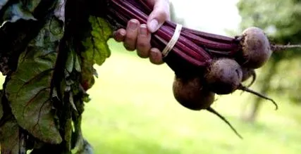 revistă iubim