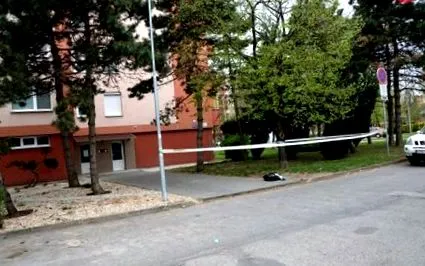 câinele timp