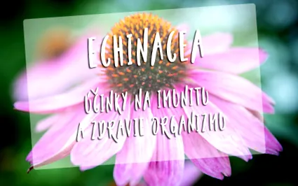 echinacea