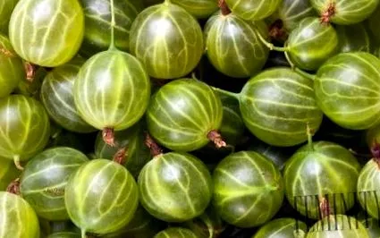 acid citric zahăr