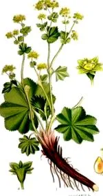 echipa