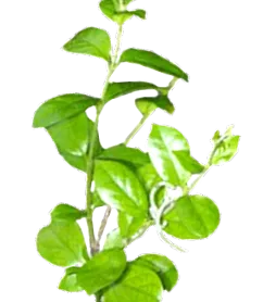Gymnema Sylvestre