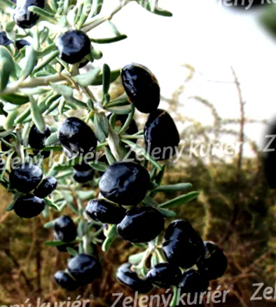 goji negru