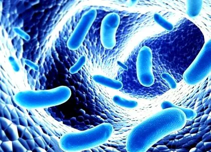 bacteriile