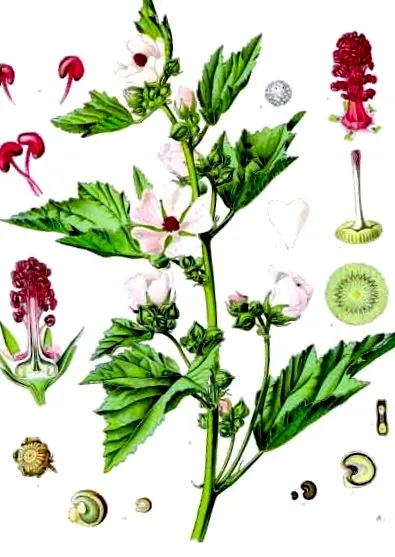 rădăcină