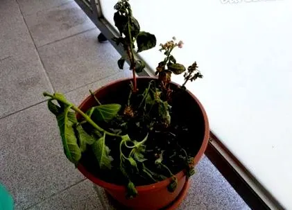 hortensii ianuarie 2021