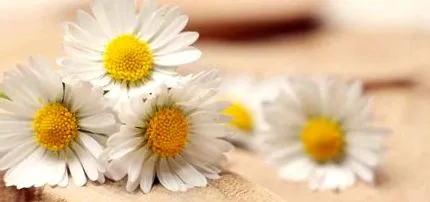 homeopatia contrar