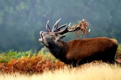 deer perioadă
