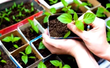 plante clic imagine