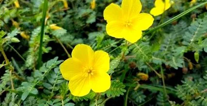 terrestris