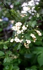 herba