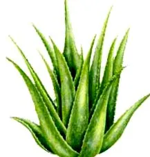 medicinale ierburi