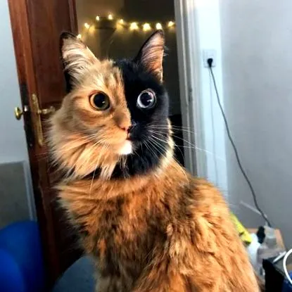 котка