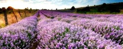lavanda miros