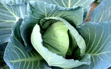 vitmatina