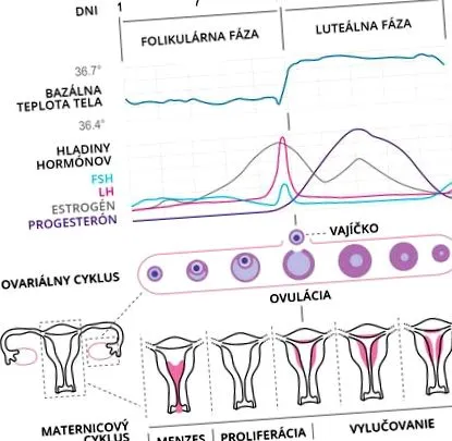 fázisai menstruációs