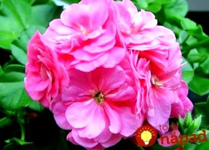 geranium Aplicarea frunzelor