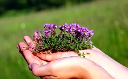 plantă