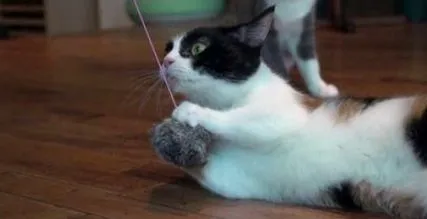 котка