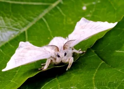 serrapeptase serapeptaza