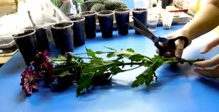 fiecare crizantemele