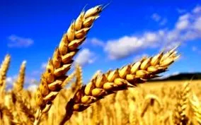 consumului gluten