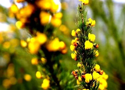 imunitate honeybush