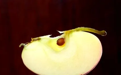 fructele