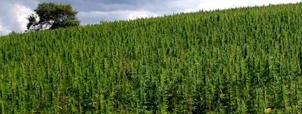 Cannabis Sativa előnyei