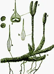 lycopodium lepényhal