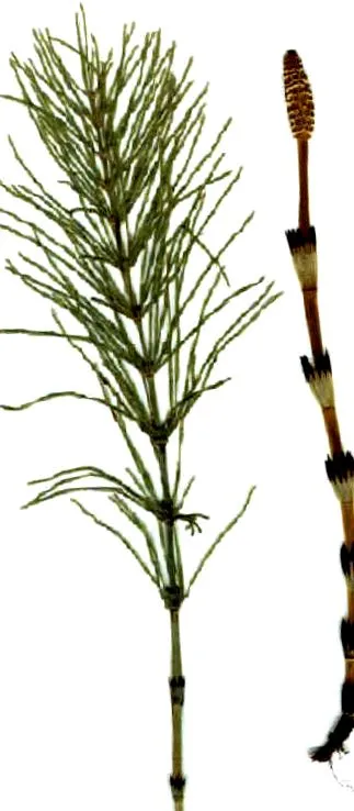 natura
