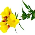 primula