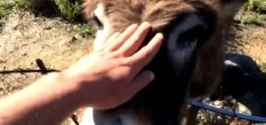 отглеждат