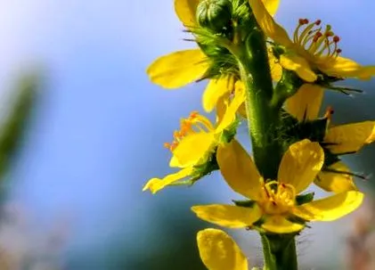 această plantă