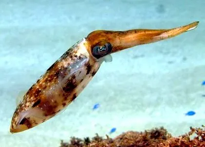 pescari