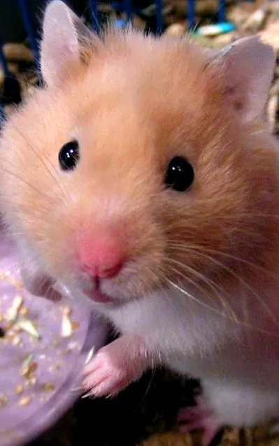 ești hamsterul